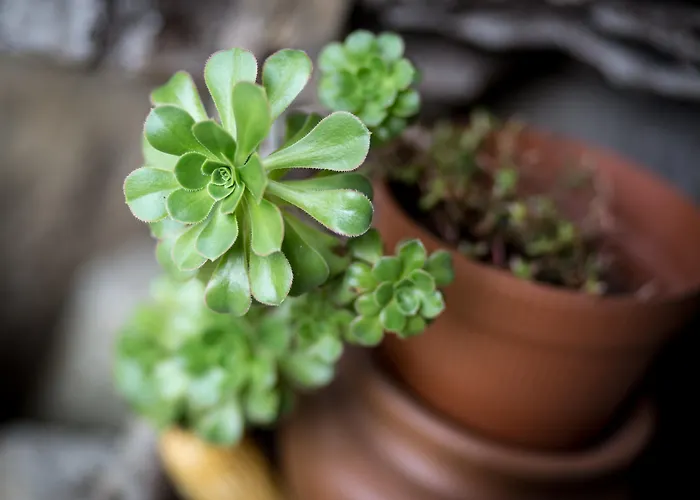 Quinta Sao Miguel De Pensión 4*